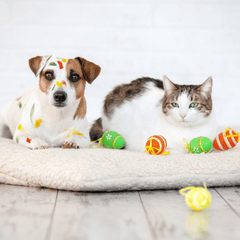 The Complete Guide to Dog and Cat Toys: Fun, Exercise, and Better Pet Health