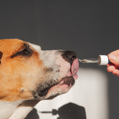 Pet Supplements for Cats and Dogs: Benefits, Risks & Uses