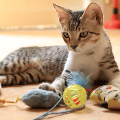 Everything Your Pet Needs in One Place: A Complete Guide for Dog and Cat Owners