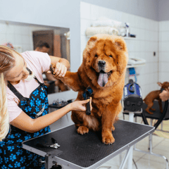 Cat and Dog Grooming: Safe Products, Essential Tools & Expert Tips