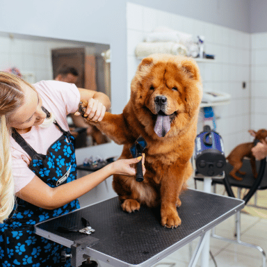 Cat and Dog Grooming: Safe Products, Essential Tools & Expert Tips