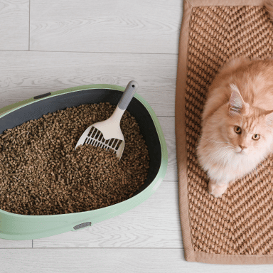 Cat Litter and Hygiene: The Complete Guide to a Clean, Odor-Free Home